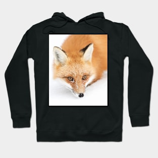 Red Fox - Algonquin Park Hoodie